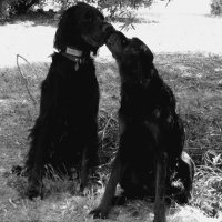 Photo #235412 de Caïde 