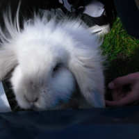 Photo #235414 de Plume