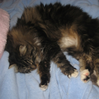 Photo #235418 de Mimolette-wuly
