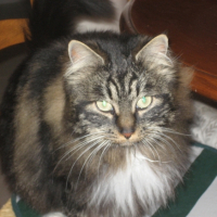 Photo #235419 de Mimolette-wuly