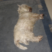 Photo #235424 de Chelky