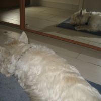 Photo #235425 de Chelky
