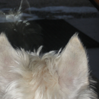 Photo #235426 de Chelky