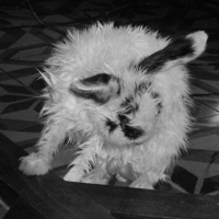 Photo #235448 de Phoenix