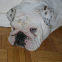 Photo #235462 de Bimbo kaya