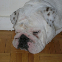 Photo #235463 de Bimbo kaya