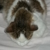 Photo #235477 de Loulou