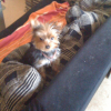 ma puce