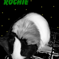 Photo #235560 de Rochester - rochie