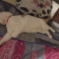 Photo #235564 de Mini-boule