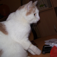 Photo #235567 de Mini-boule