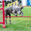 agility_evreux_002