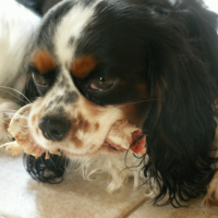 Photo #235748 de Willy