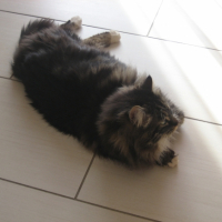 Photo #235768 de Mimolette-wuly