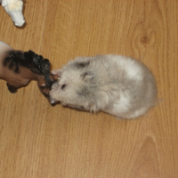Photo #235769 de Christal