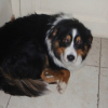 dodo