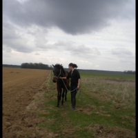 Mustang a la campagne