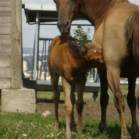 Mustang en mode piti bebe schtroumpf