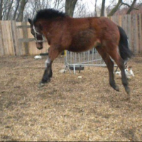 Photo #235815 de Ptit-mustang