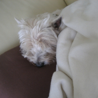 Photo #235820 de Chelky