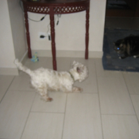 Photo #235821 de Chelky