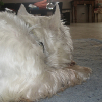 Photo #235822 de Chelky