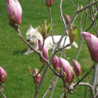 Photo #235845 de Chelky
