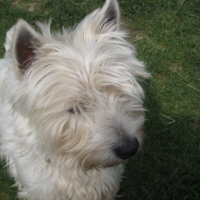 Photo #235846 de Chelky