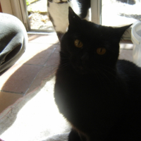 Photo #235912 de Bagheera