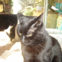 Photo #235914 de Bagheera