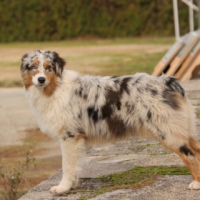 Photo #235923 de E'stella azura dite etoile