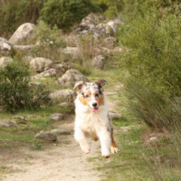 Photo #235924 de E'stella azura dite etoile