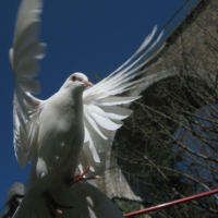 Photo #235927 de Zoé