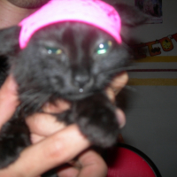 Photo #235945 de Bagheera