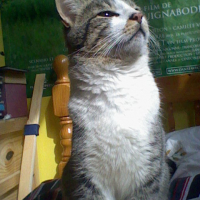 Photo #235980 de Granite