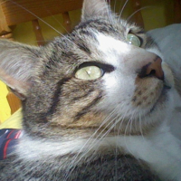 Photo #235981 de Granite