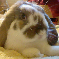 Photo #235982 de Ponpon