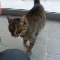 Photo #235995 de Gribouille