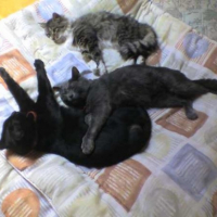 Photo #236014 de Poerava