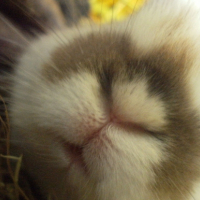 Photo #236019 de Ponpon