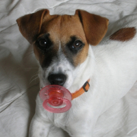Photo #236053 de Elsie
