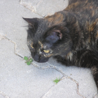 Photo #236056 de Happy