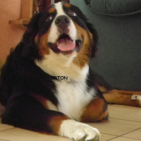 Photo #236076 de Orton