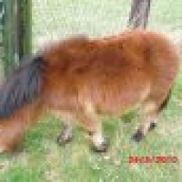Photo #236088 de Linkey