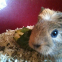 Photo #236092 de Chouka