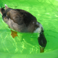 Photo #236122 de Neptune