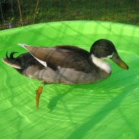 Photo #236125 de Neptune