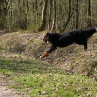 En plein saut