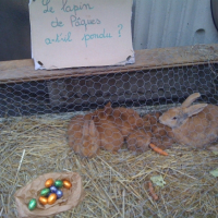 Cadeau de Pâques à tous les fans de lapins...