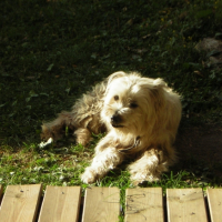 Photo #236247 de Joch